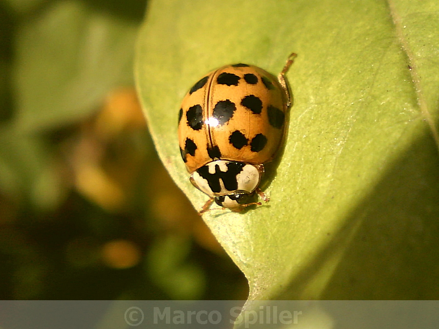 Harmonia axyridis